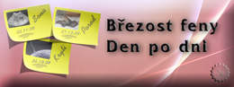 Březost feny: Den po dni